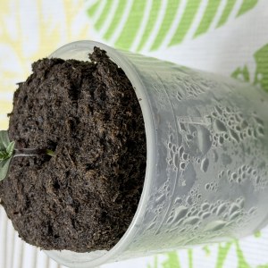 bbs-grow-diaries/blimburnseeds-com/user-54011/4eda8cc276d1edbe