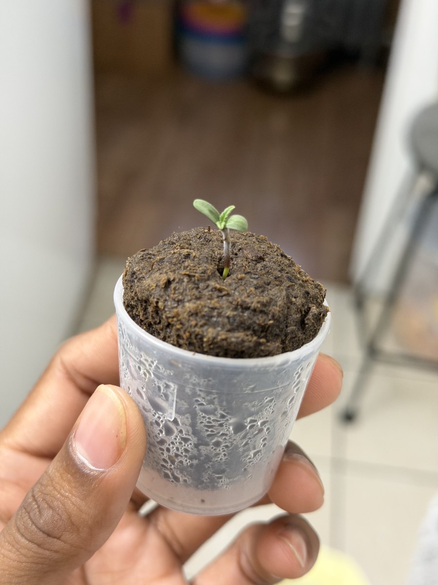 bbs-grow-diaries/blimburnseeds-com/user-54011/b601f073965ee60c