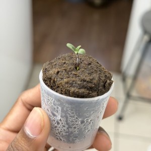 bbs-grow-diaries/blimburnseeds-com/user-54011/b601f073965ee60c