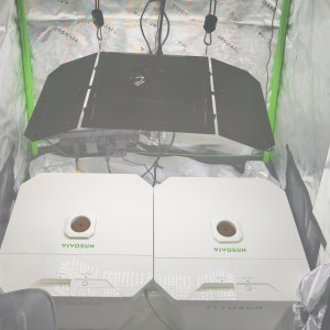 bbs-grow-diaries/blimburnseeds-com/user-54424/1abd27139f7e8e38