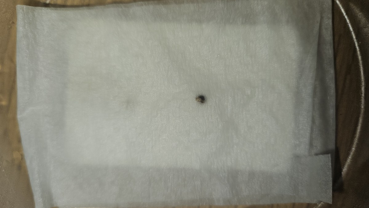 bbs-grow-diaries/blimburnseeds-com/user-5530/62c1e092a69fb159