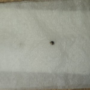 bbs-grow-diaries/blimburnseeds-com/user-5530/62c1e092a69fb159