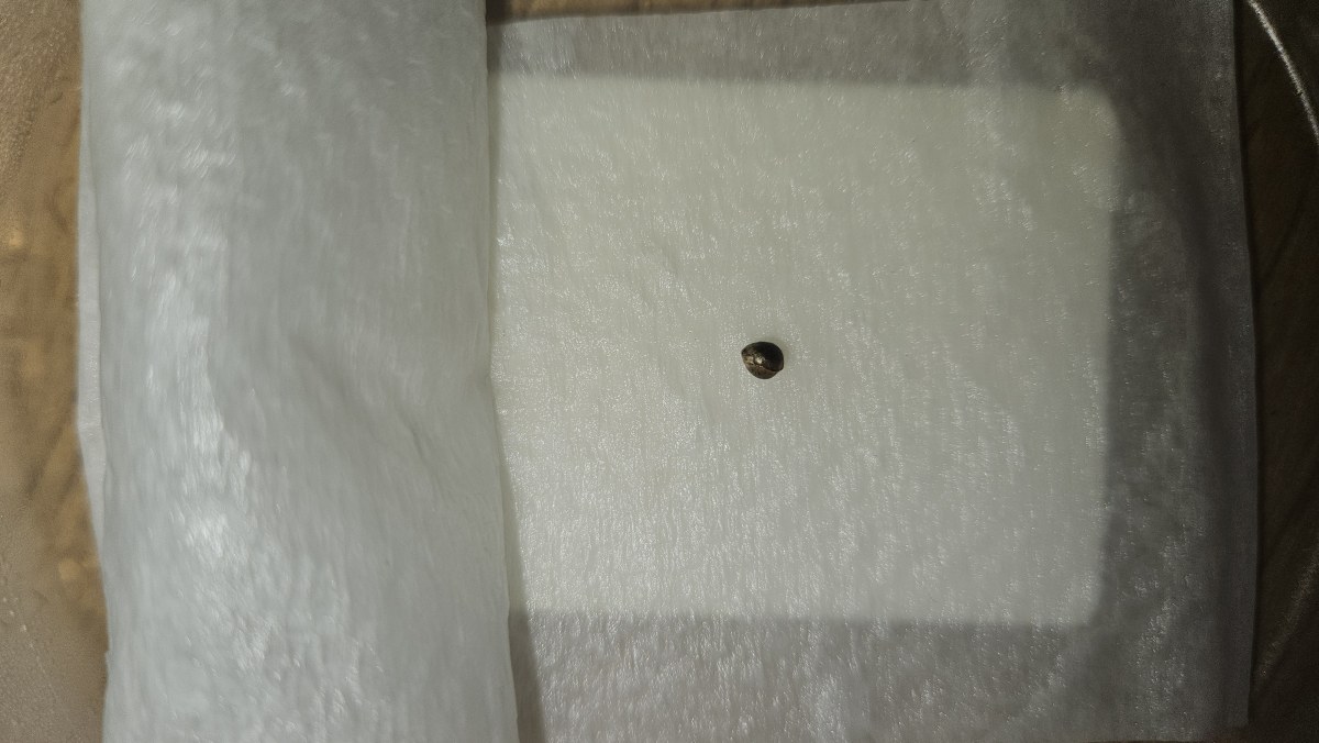 bbs-grow-diaries/blimburnseeds-com/user-5530/63cd25b8edf291da