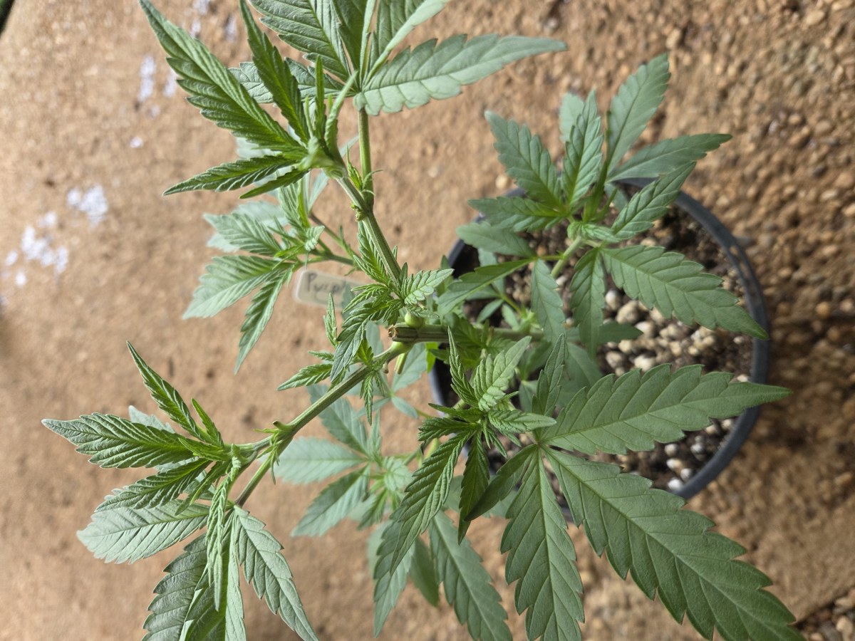 bbs-grow-diaries/blimburnseeds-com/user-7729/0cbc0c7d341c77cb