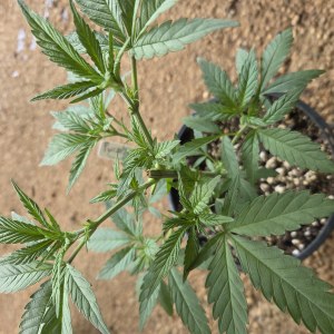 bbs-grow-diaries/blimburnseeds-com/user-7729/0cbc0c7d341c77cb