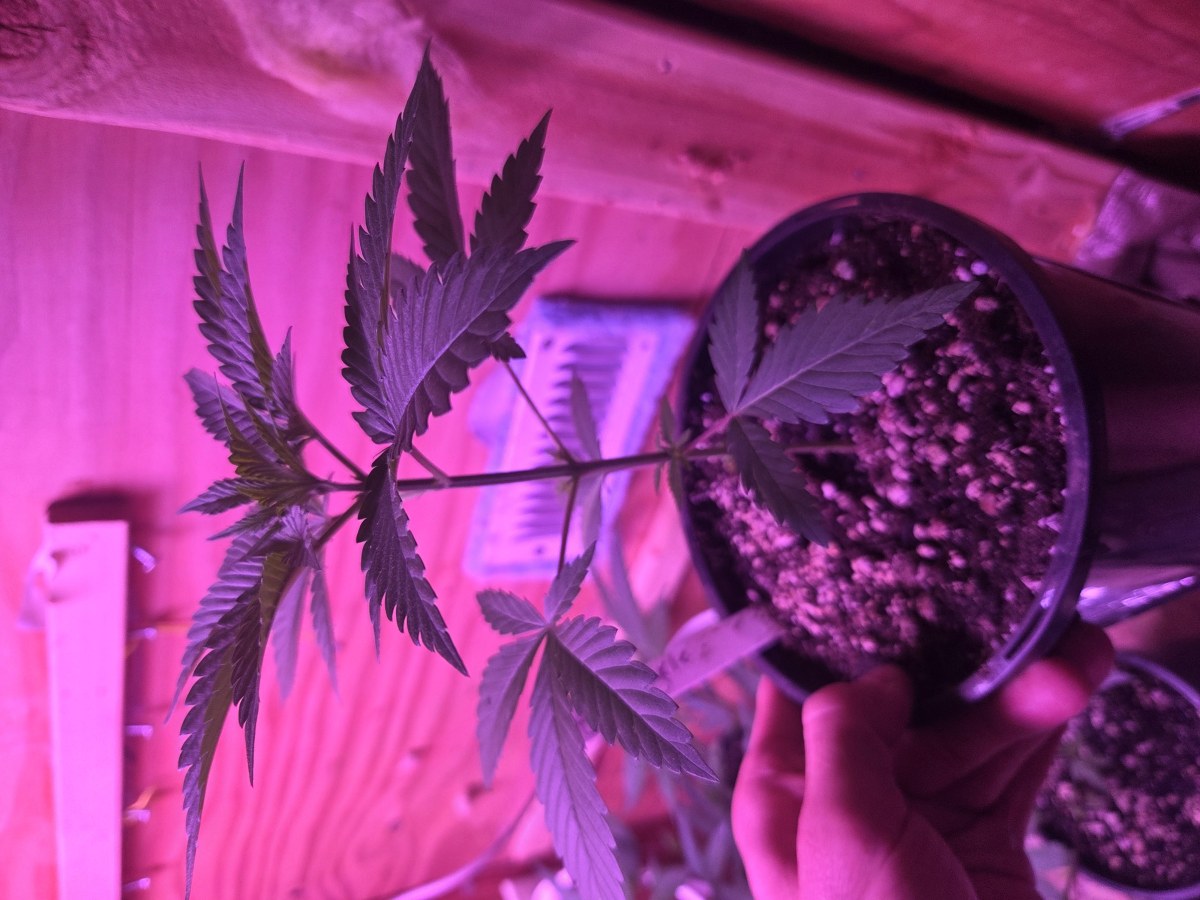 bbs-grow-diaries/blimburnseeds-com/user-7729/0eb353842c89f769