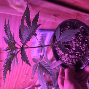 bbs-grow-diaries/blimburnseeds-com/user-7729/0eb353842c89f769