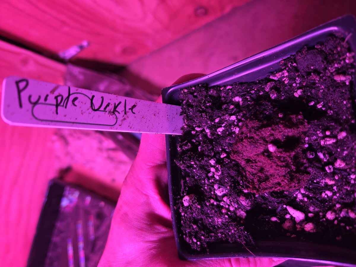 bbs-grow-diaries/blimburnseeds-com/user-7729/0ed3d4deb51127a0