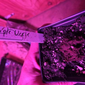 bbs-grow-diaries/blimburnseeds-com/user-7729/0ed3d4deb51127a0