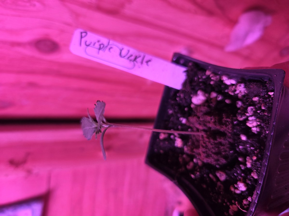 bbs-grow-diaries/blimburnseeds-com/user-7729/16f35d1a840a8b4c