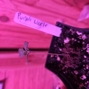 bbs-grow-diaries/blimburnseeds-com/user-7729/16f35d1a840a8b4c