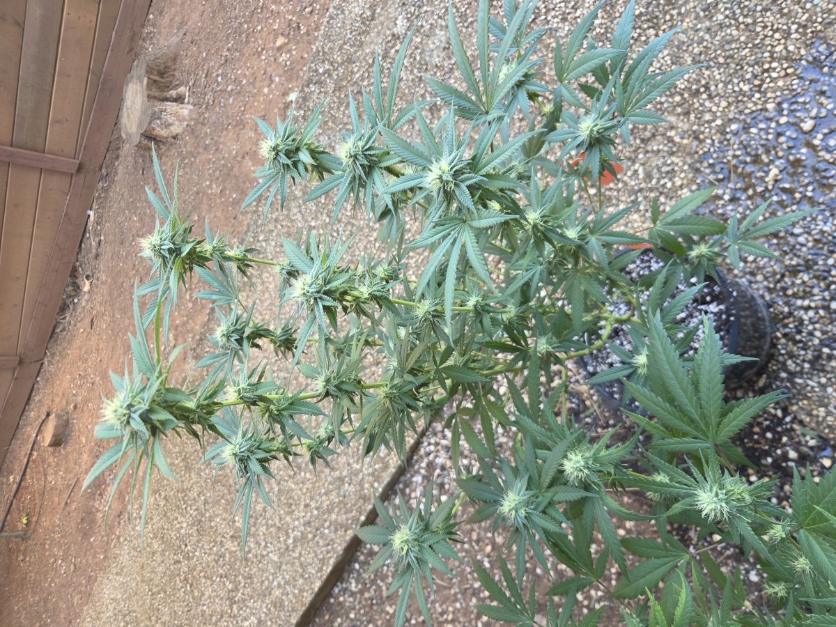 bbs-grow-diaries/blimburnseeds-com/user-7729/1bf8a418610103d3