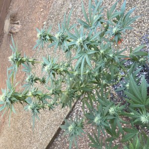 bbs-grow-diaries/blimburnseeds-com/user-7729/1bf8a418610103d3