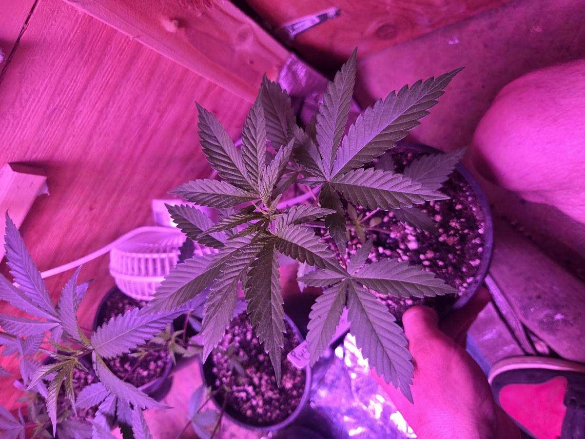 bbs-grow-diaries/blimburnseeds-com/user-7729/20ddaabe90205231