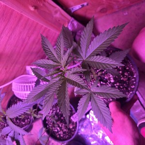bbs-grow-diaries/blimburnseeds-com/user-7729/20ddaabe90205231
