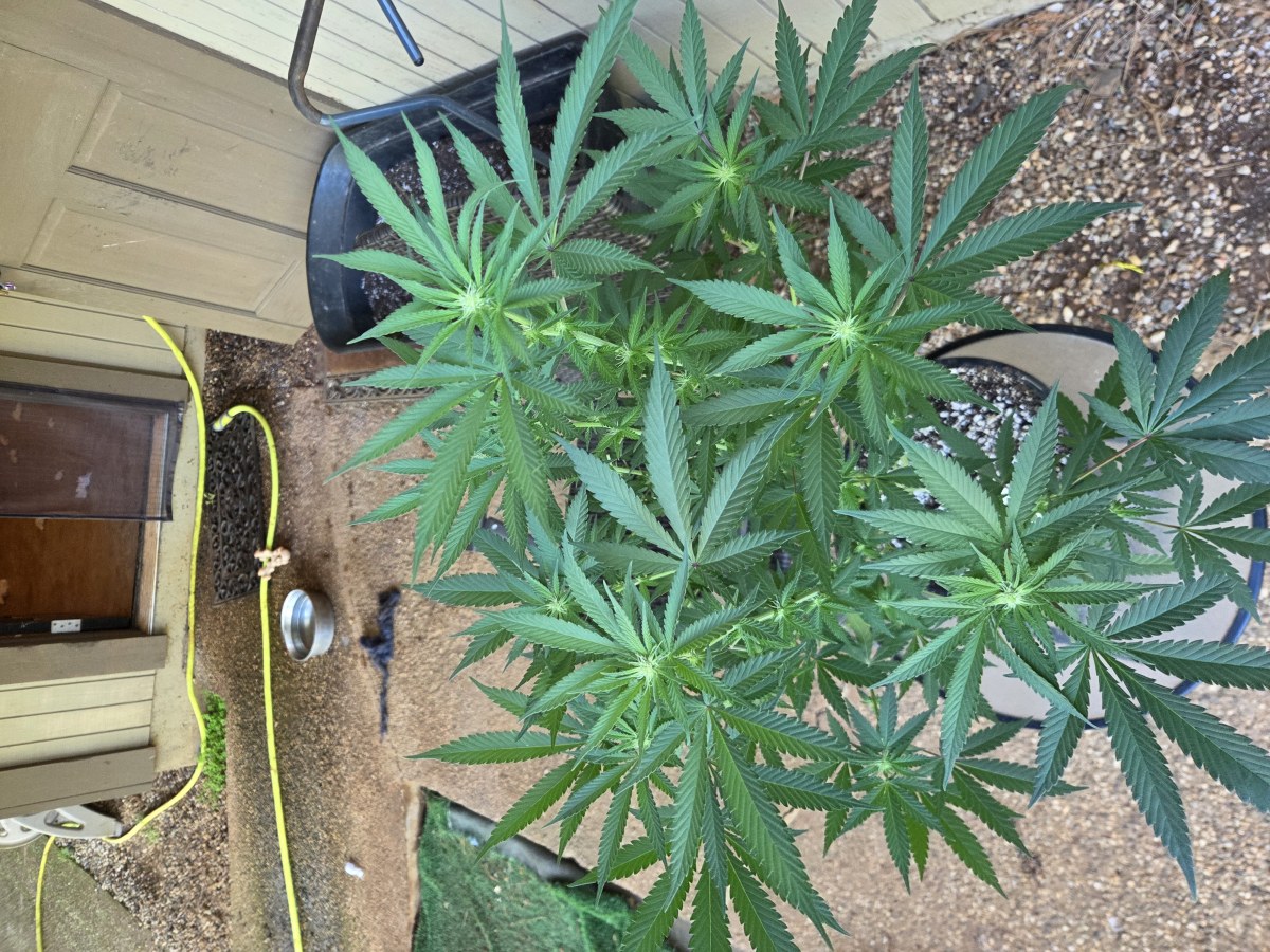 bbs-grow-diaries/blimburnseeds-com/user-7729/2372d9eab3dbc1a2