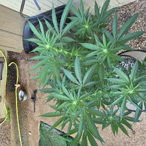 bbs-grow-diaries/blimburnseeds-com/user-7729/2372d9eab3dbc1a2