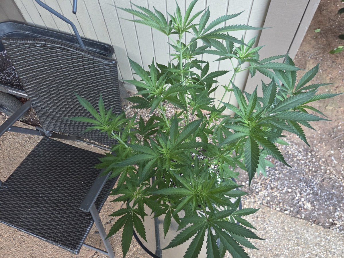 bbs-grow-diaries/blimburnseeds-com/user-7729/25997213fee71760