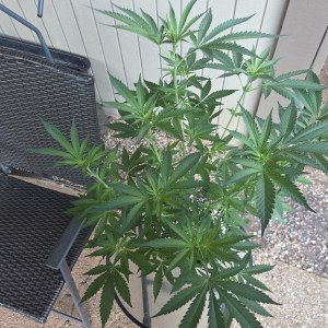bbs-grow-diaries/blimburnseeds-com/user-7729/25997213fee71760