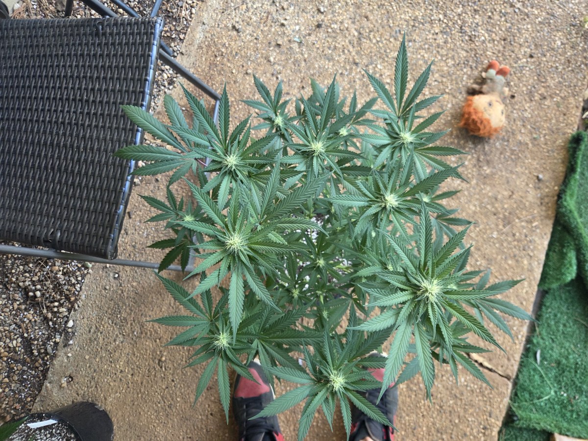 bbs-grow-diaries/blimburnseeds-com/user-7729/27c82ee5ec8b54d8