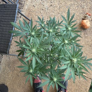 bbs-grow-diaries/blimburnseeds-com/user-7729/27c82ee5ec8b54d8