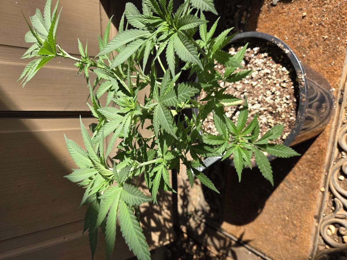 bbs-grow-diaries/blimburnseeds-com/user-7729/30a983431151cccd