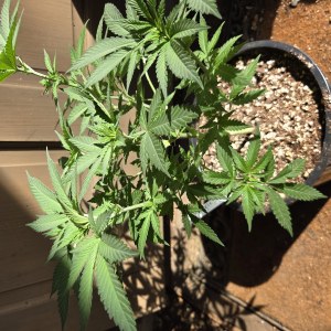 bbs-grow-diaries/blimburnseeds-com/user-7729/30a983431151cccd