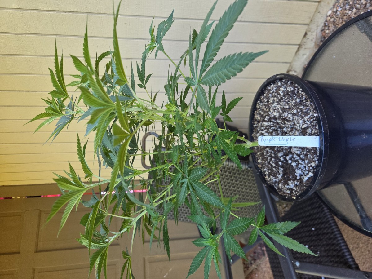 bbs-grow-diaries/blimburnseeds-com/user-7729/3bccaaaf01aa1e4d