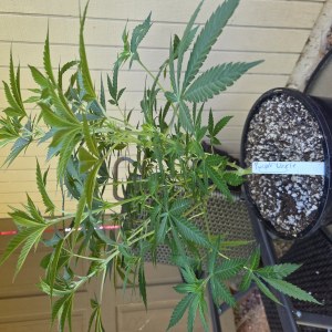 bbs-grow-diaries/blimburnseeds-com/user-7729/3bccaaaf01aa1e4d