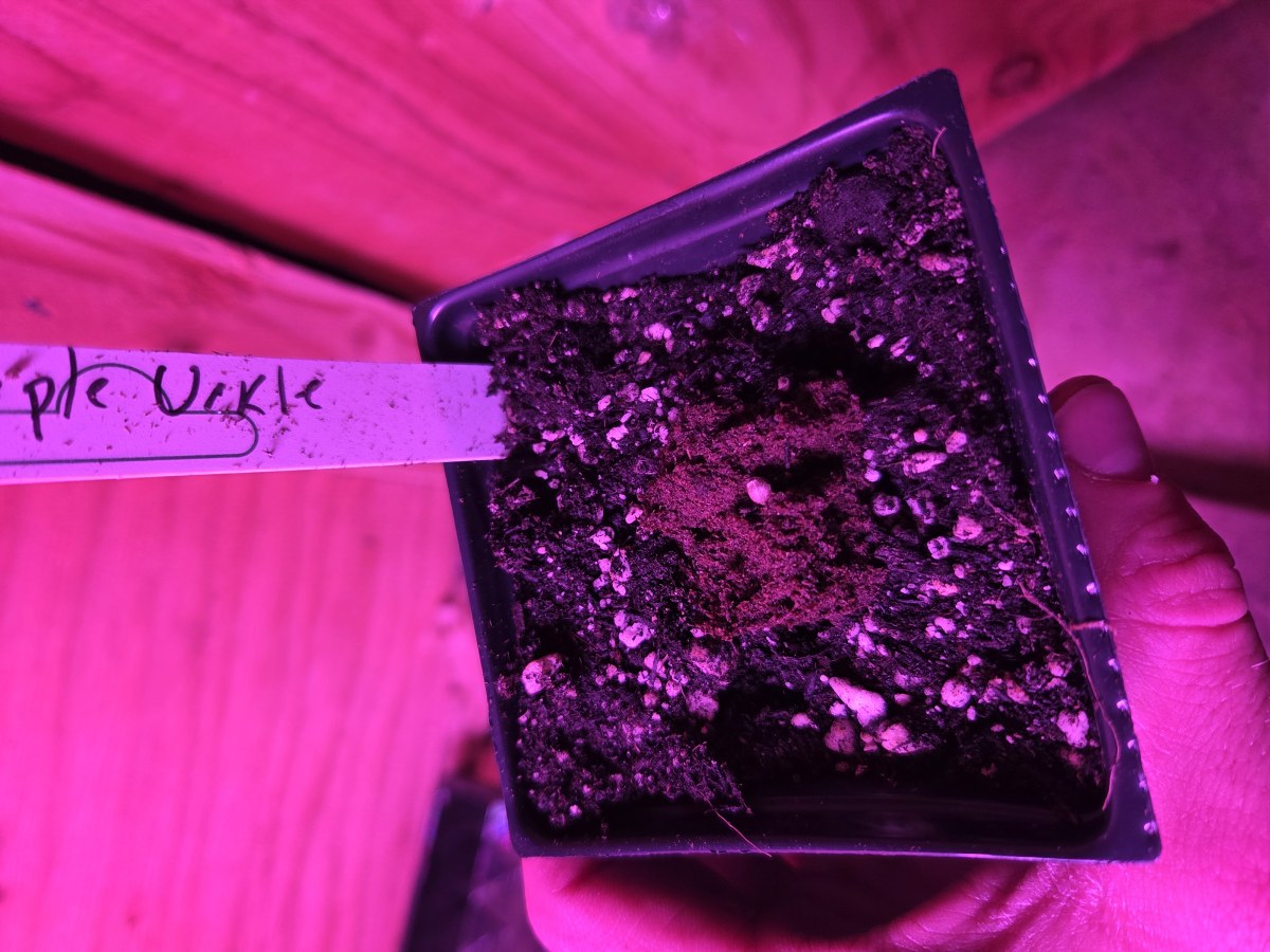 bbs-grow-diaries/blimburnseeds-com/user-7729/519688b41ddcde17