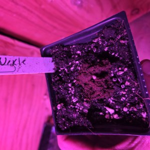 bbs-grow-diaries/blimburnseeds-com/user-7729/519688b41ddcde17