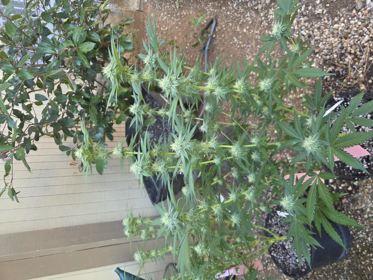 bbs-grow-diaries/blimburnseeds-com/user-7729/5796e80123c589b3