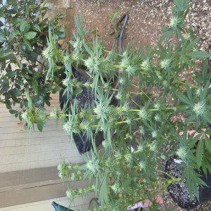 bbs-grow-diaries/blimburnseeds-com/user-7729/5796e80123c589b3
