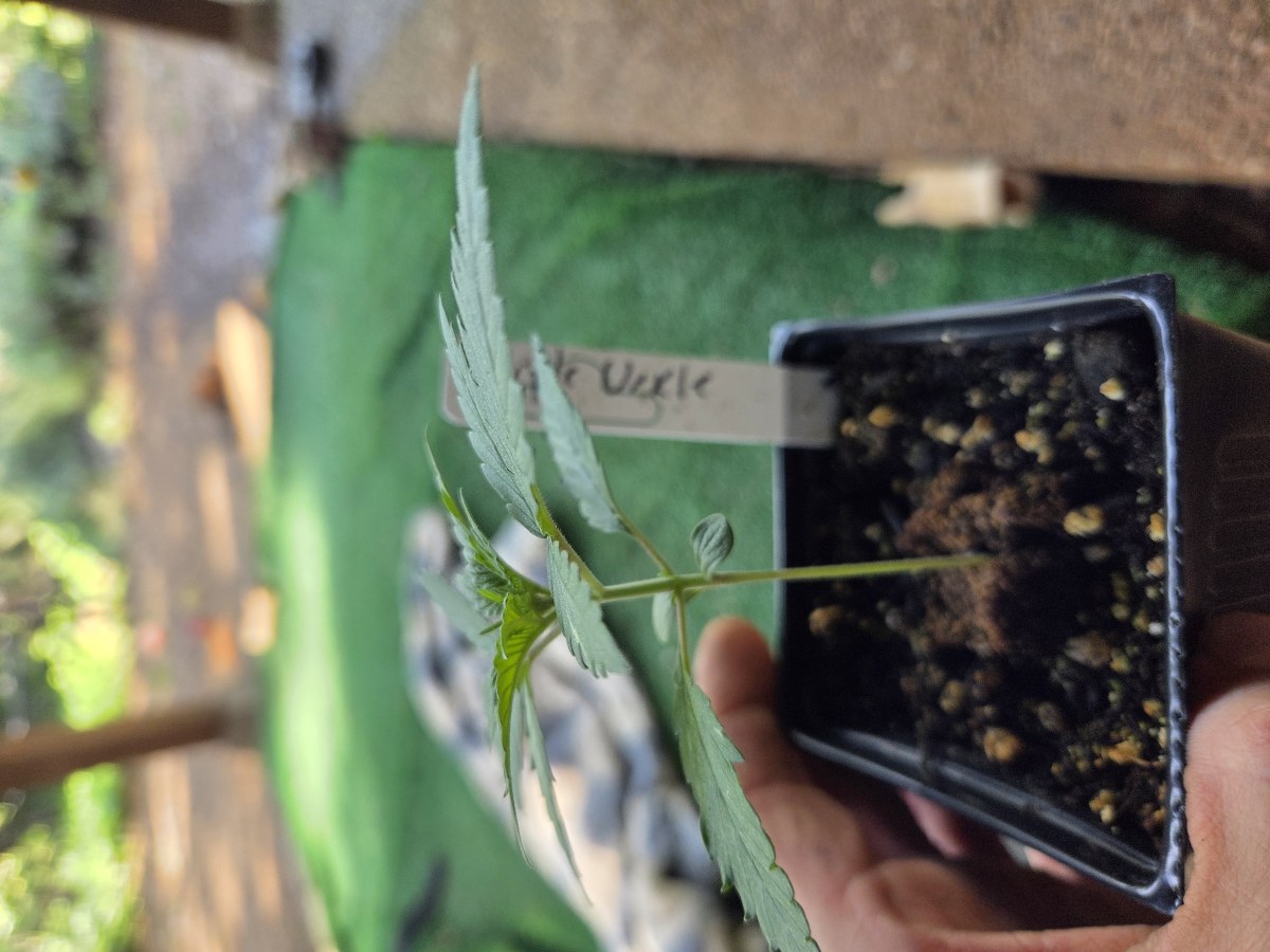 bbs-grow-diaries/blimburnseeds-com/user-7729/5ed933f32b630f0b