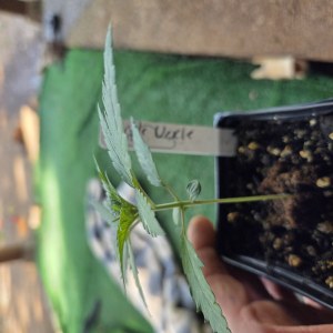 bbs-grow-diaries/blimburnseeds-com/user-7729/5ed933f32b630f0b