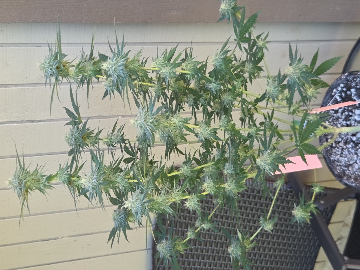 bbs-grow-diaries/blimburnseeds-com/user-7729/6a9f8528afe94f9e