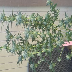 bbs-grow-diaries/blimburnseeds-com/user-7729/6a9f8528afe94f9e