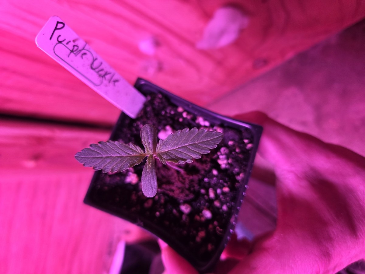 bbs-grow-diaries/blimburnseeds-com/user-7729/6ba4da92398d9e64