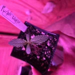 bbs-grow-diaries/blimburnseeds-com/user-7729/6ba4da92398d9e64