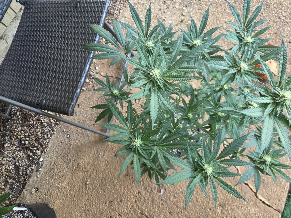 bbs-grow-diaries/blimburnseeds-com/user-7729/756570bcee71eaa7