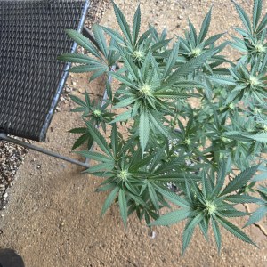 bbs-grow-diaries/blimburnseeds-com/user-7729/756570bcee71eaa7