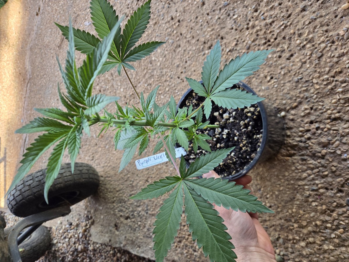 bbs-grow-diaries/blimburnseeds-com/user-7729/76c858cb7db6e207