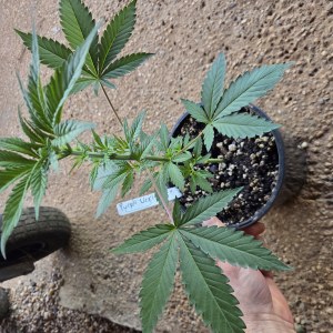 bbs-grow-diaries/blimburnseeds-com/user-7729/76c858cb7db6e207