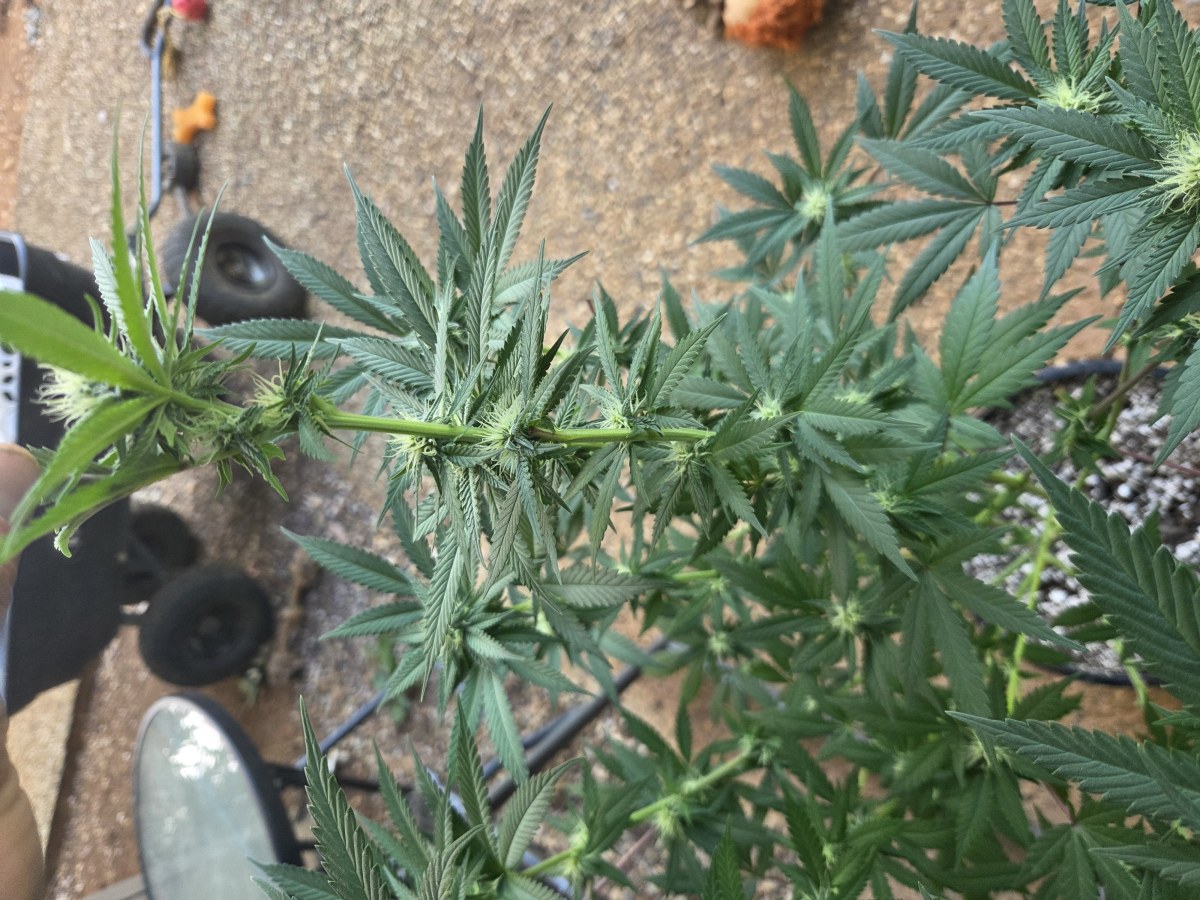 bbs-grow-diaries/blimburnseeds-com/user-7729/77dff16fec7beb41