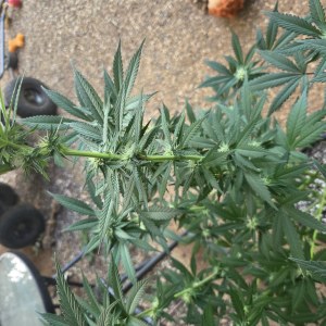 bbs-grow-diaries/blimburnseeds-com/user-7729/77dff16fec7beb41
