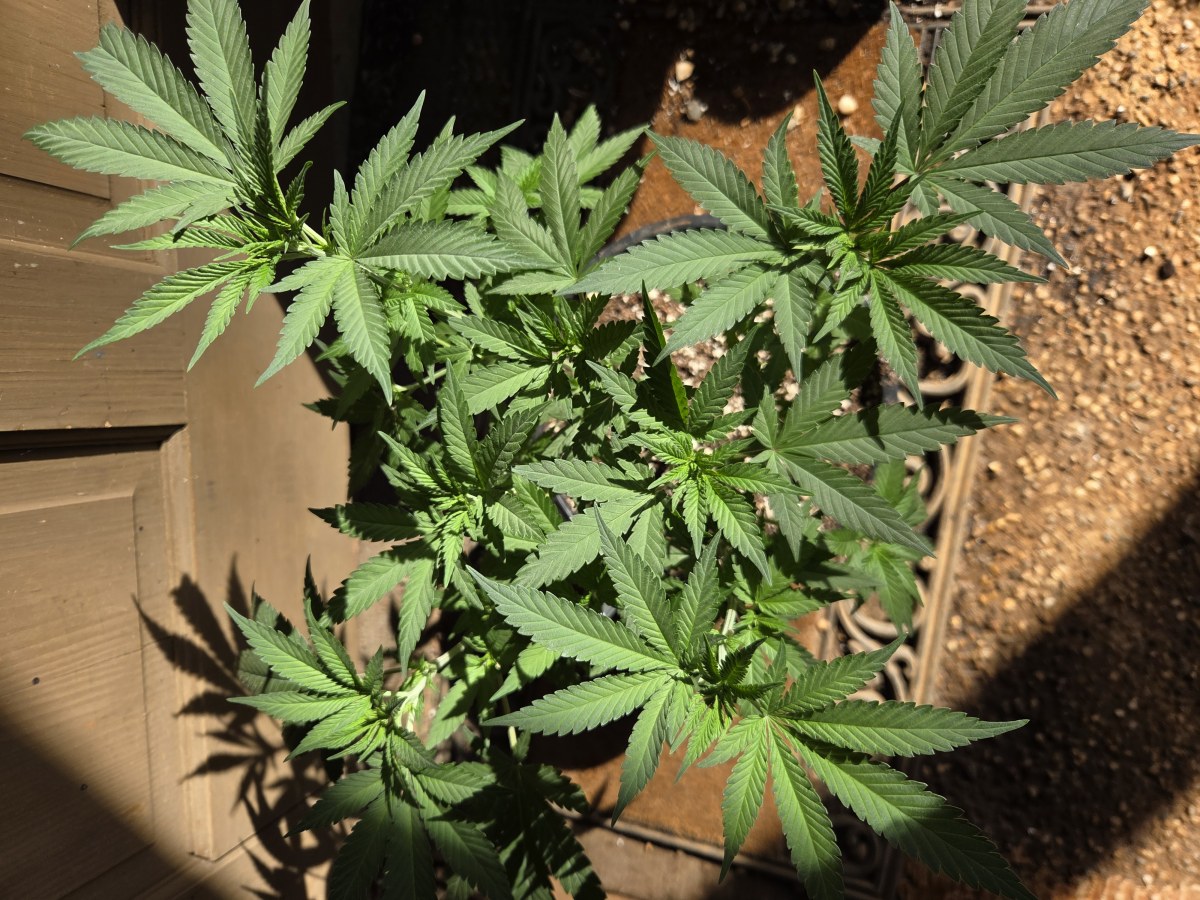 bbs-grow-diaries/blimburnseeds-com/user-7729/7af5283a3b4aa7e1