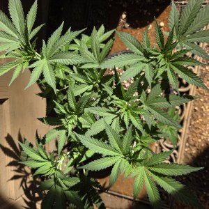 bbs-grow-diaries/blimburnseeds-com/user-7729/7af5283a3b4aa7e1