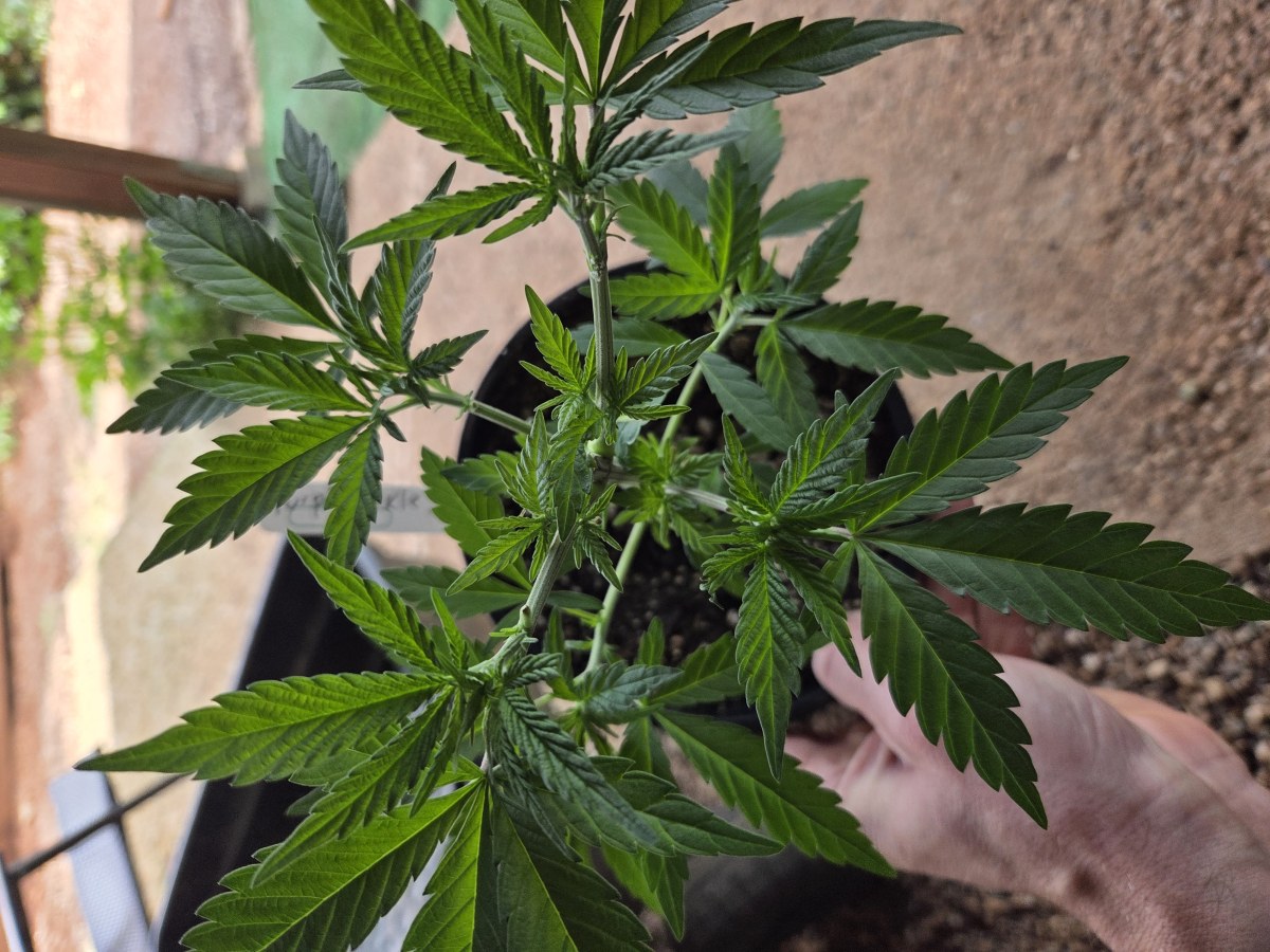 bbs-grow-diaries/blimburnseeds-com/user-7729/80dbcbf9bf18b2f4