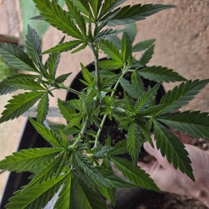 bbs-grow-diaries/blimburnseeds-com/user-7729/80dbcbf9bf18b2f4