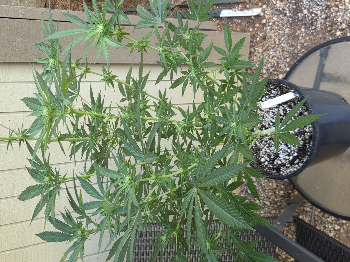 bbs-grow-diaries/blimburnseeds-com/user-7729/94c18cd92929a9f4